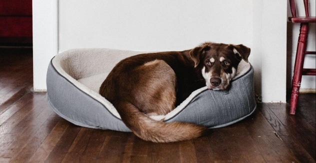 how do i choose the best dog bed