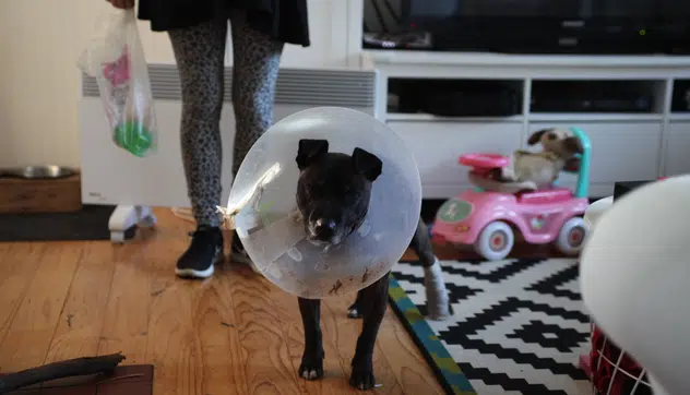 Dog & Cat Cone