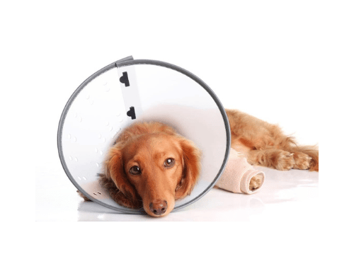 Dogswell Remedy Recovery E-Collar