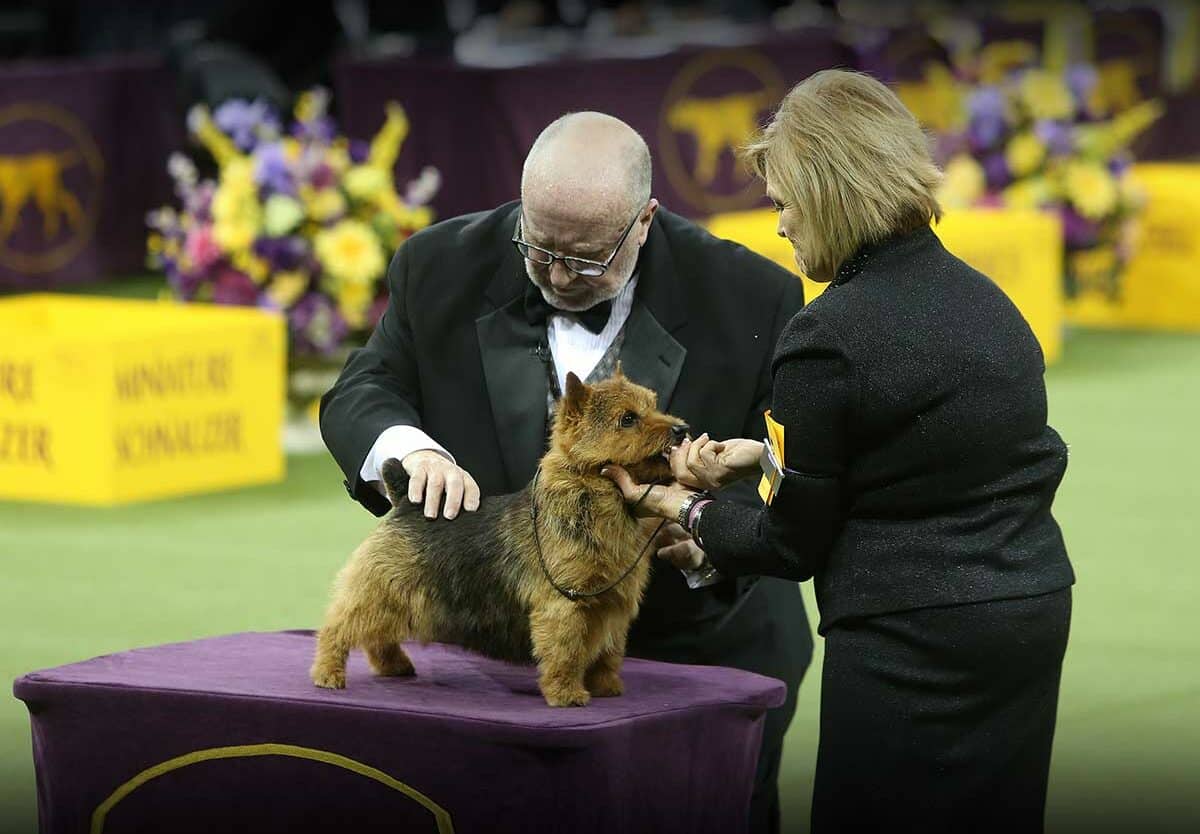 Westminster Dog Show EddiRowyda