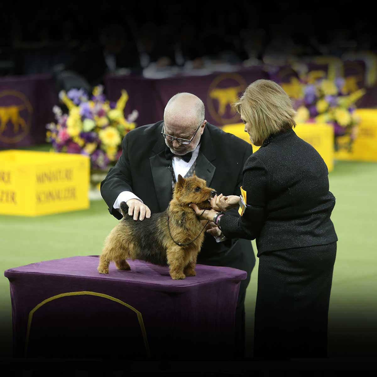 Westminster Dog Show SeameenDeklyn