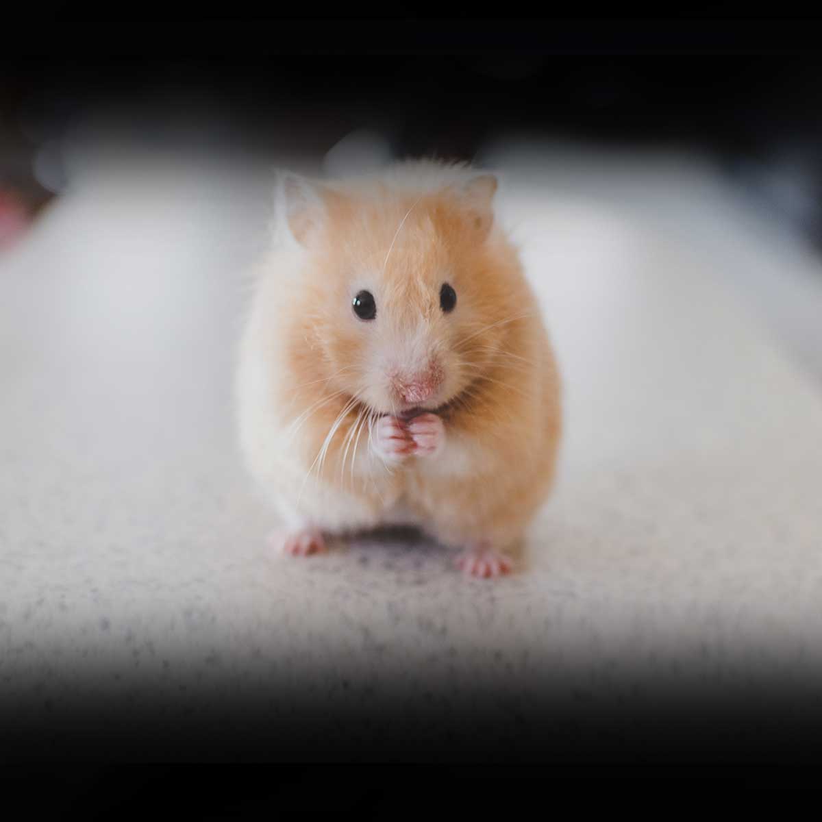 HAMSTER DAY April 12 2024 National Today