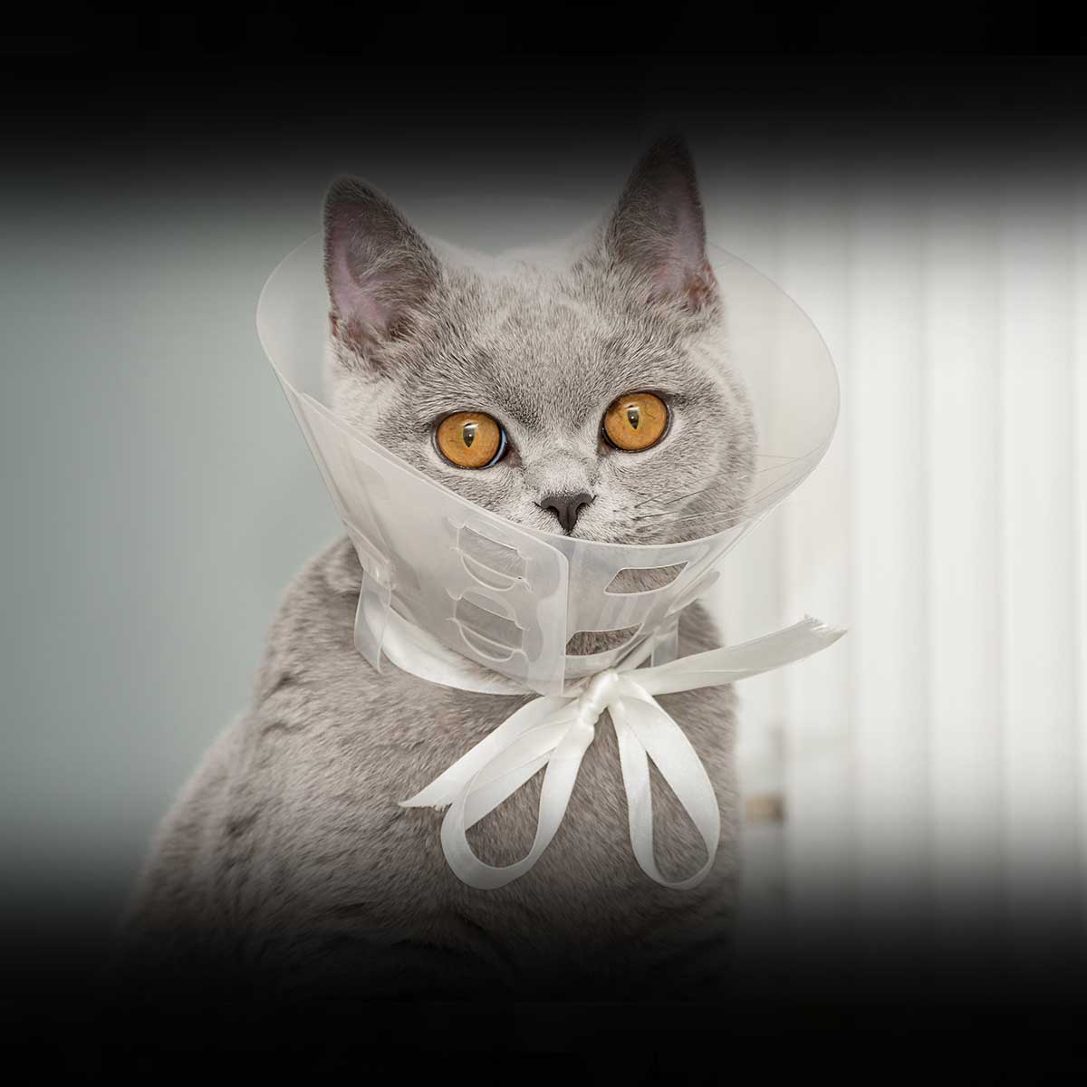 FELINE FIX BY FIVE MONTH February 2023 National Today