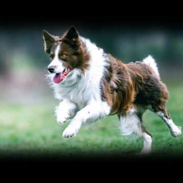 AKC NATIONAL CHAMPIONSHIP 2025 SCHEDULE RESULTS visual data 7