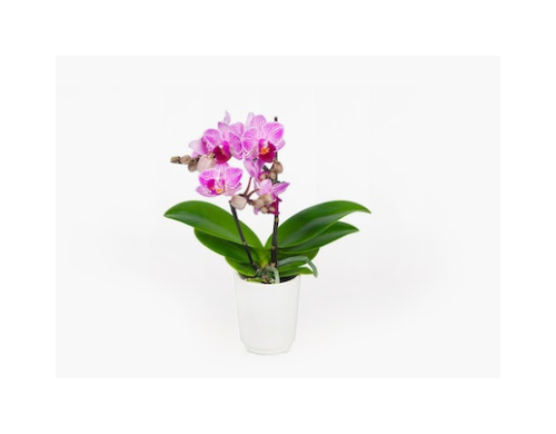Cape Town Orchid