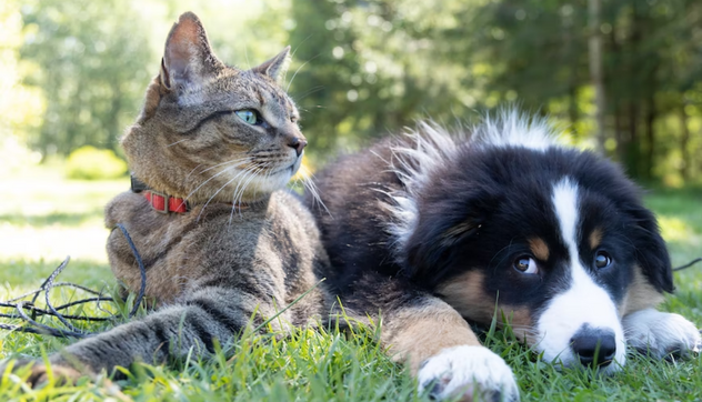 are fleas on cats and dogs the same