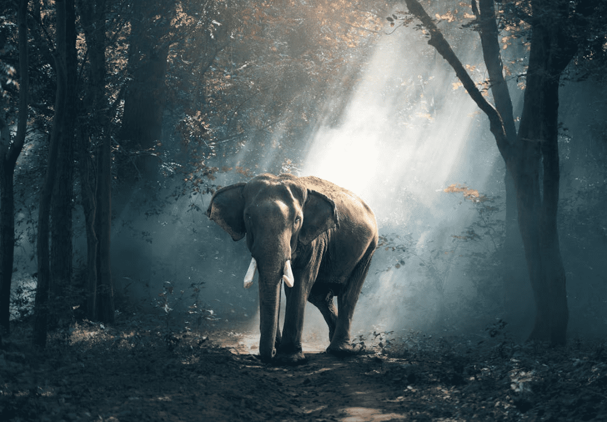 Elephants Are Empathetic Beings Just Like Us
