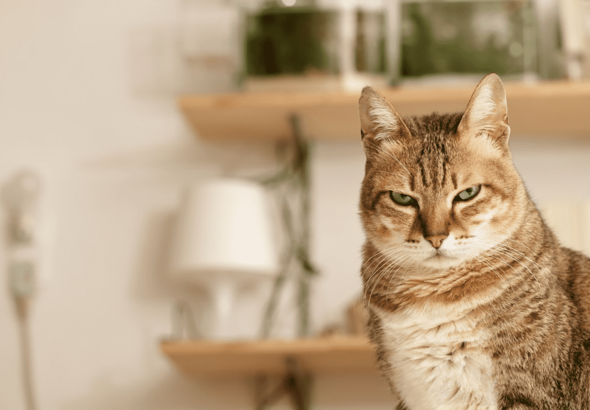 How To Make Your Cat Like You