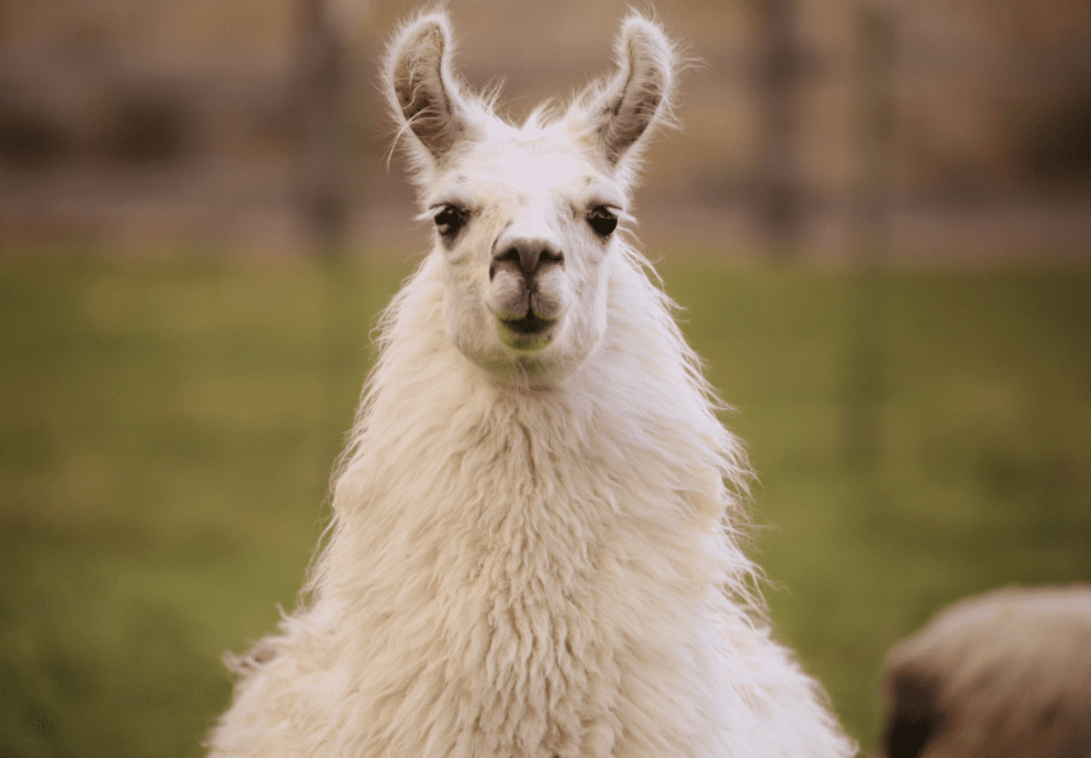This Man Bought A Llama in A Tuxedo To His Sister’s Wedding