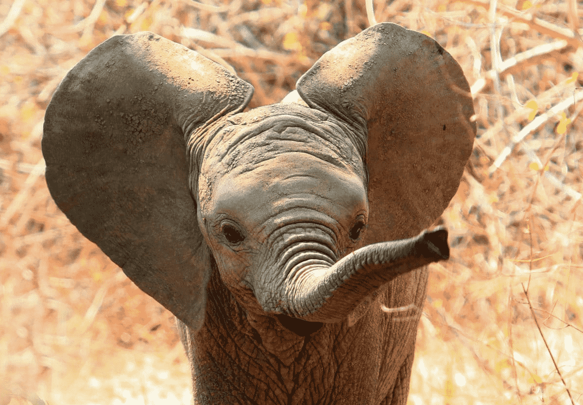 Why Baby Elephants Are The Cutest Baby Animals Ever