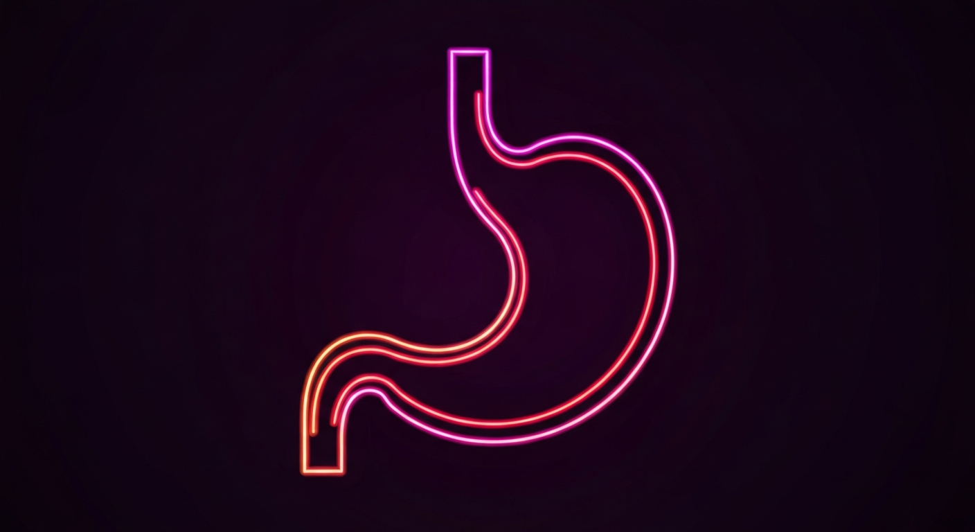 An extreme close-up illustration of a stylized human stomach or digestive system, defined entirely by vibrant neon pink, red, and orange lines against a dark background, conceptually representing the metabolic effects of gelatin-based supplements.