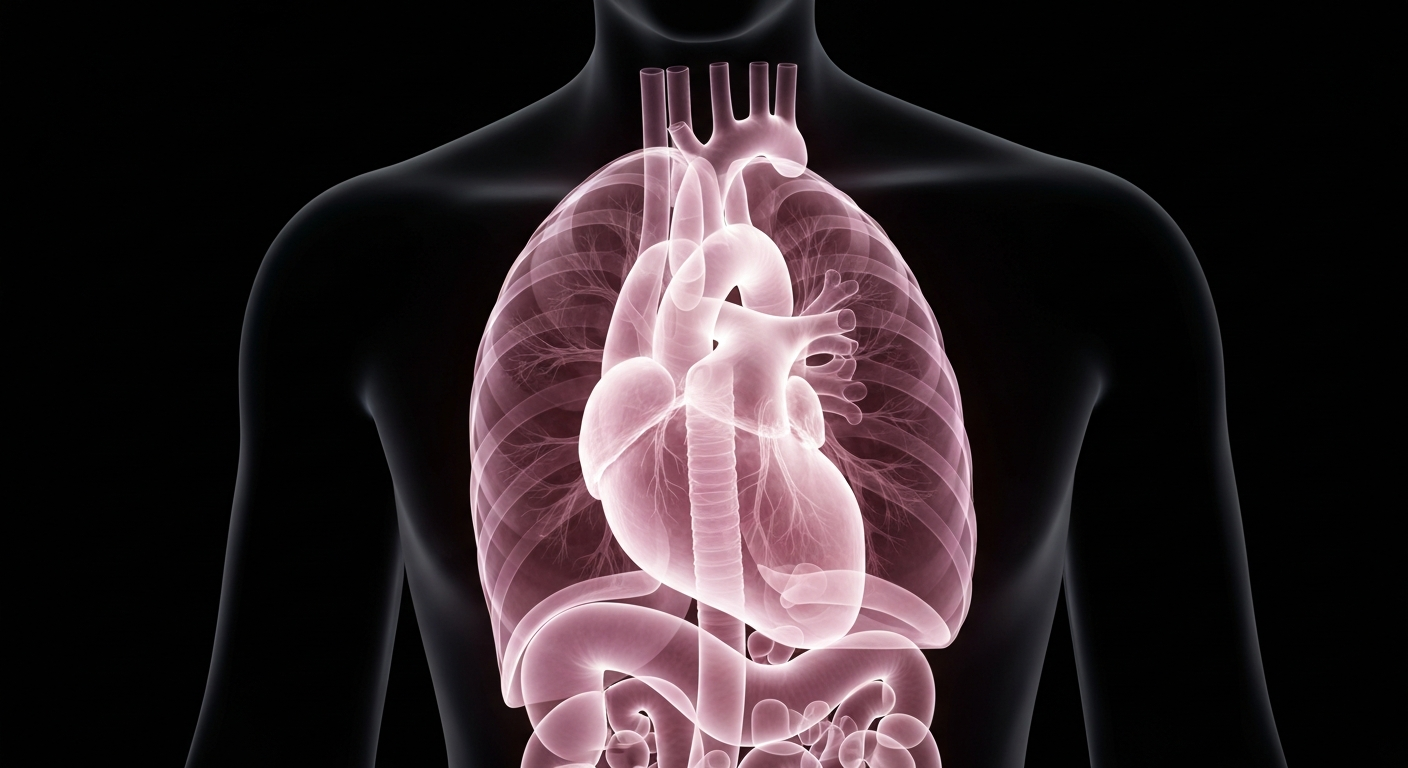 A translucent, ghostly X-ray image of human organs, including a heart and lungs, glowing against a dark background, conceptually representing the life-saving potential of organ donation.