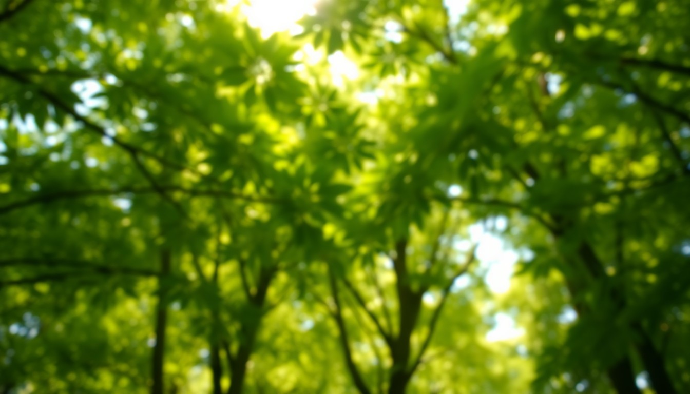 A blurred, impressionistic photograph of a dense forest canopy, with warm, golden light filtering through the leaves, creating a serene and atmospheric scene.