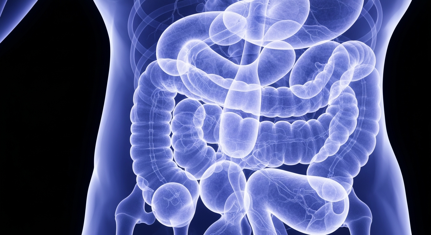 A ghostly, translucent X-ray photograph revealing the intricate internal structures of the human digestive system, conceptually representing the complex biological processes involved in weight management and GLP-1 therapies.